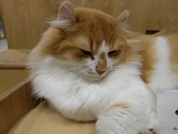 Cat Café MOFF つかしん店に投稿された画像（2026/6/22）