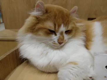 Cat Café MOFF つかしん店に投稿された画像（2026/6/22）