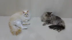 Cat Café MOFF つかしん店に投稿された画像（2026/6/22）