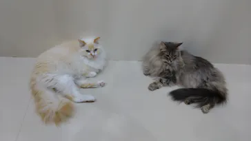 Cat Café MOFF つかしん店に投稿された画像（2026/6/22）