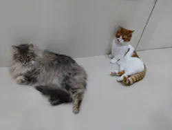 Cat Café MOFF つかしん店に投稿された画像（2026/6/22）