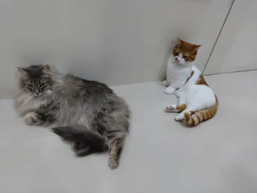 Cat Café MOFF つかしん店に投稿された画像（2026/6/22）