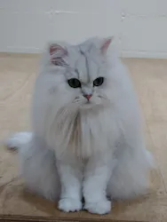 Cat Café MOFF つかしん店に投稿された画像（2026/6/22）
