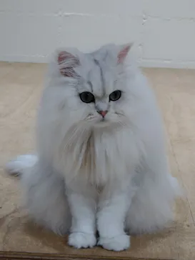 Cat Café MOFF つかしん店に投稿された画像（2026/6/22）