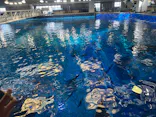 沖縄美ら海水族館（館内体験）に投稿された画像（2026/6/23）