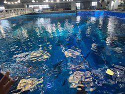 沖縄美ら海水族館（館内体験）に投稿された画像（2026/6/23）