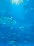 沖縄美ら海水族館×JUNGLIA OKINAWA（ジャングリア沖縄）に投稿された画像（2026/6/23）