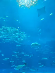 沖縄美ら海水族館×JUNGLIA OKINAWA（ジャングリア沖縄）に投稿された画像（2026/6/23）