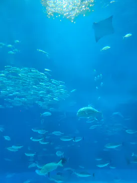 沖縄美ら海水族館×JUNGLIA OKINAWA（ジャングリア沖縄）に投稿された画像（2026/6/23）