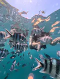 DIVING-SHOP SUNSに投稿された画像（2026/6/23）