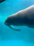 大分マリーンパレス水族館 「うみたまご」に投稿された画像（2026/6/23）