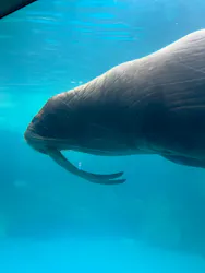 大分マリーンパレス水族館 「うみたまご」に投稿された画像（2026/6/23）