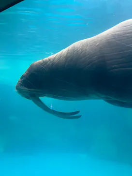 大分マリーンパレス水族館 「うみたまご」に投稿された画像（2026/6/23）