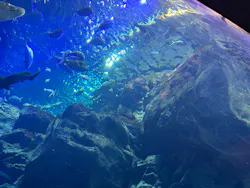 大分マリーンパレス水族館 「うみたまご」に投稿された画像（2026/6/23）