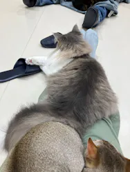 Cat Café MOFF イオンモール浜松志都呂店に投稿された画像（2026/6/23）