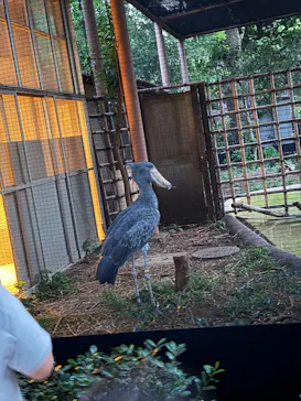 恩賜上野動物園に投稿された画像（2026/6/23）