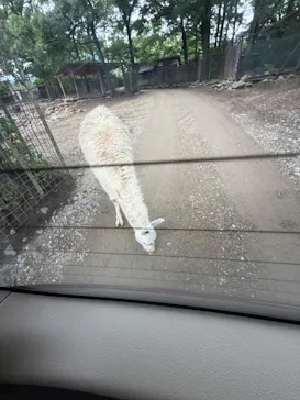 那須サファリパークに投稿された画像（2026/6/23）