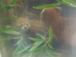 恩賜上野動物園に投稿された画像（2026/6/24）