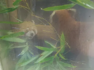 恩賜上野動物園に投稿された画像（2026/6/24）