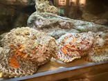 しながわ水族館に投稿された画像（2026/6/24）