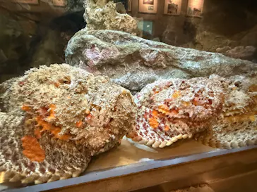 しながわ水族館に投稿された画像（2026/6/24）
