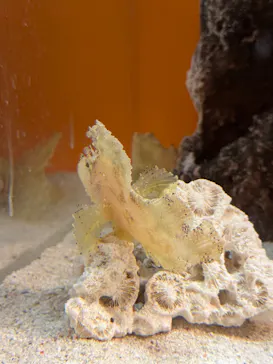 しながわ水族館に投稿された画像（2026/6/24）