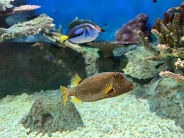 しながわ水族館に投稿された画像（2026/6/24）