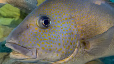 しながわ水族館に投稿された画像（2026/6/24）