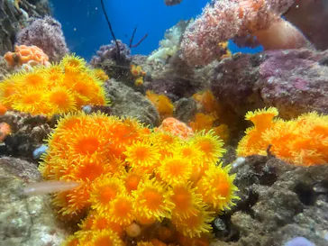 しながわ水族館に投稿された画像（2026/6/24）