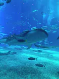沖縄美ら海水族館に投稿された画像（2026/6/24）