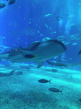 沖縄美ら海水族館に投稿された画像（2026/6/24）