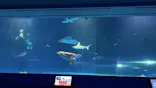 島根県立 しまね海洋館に投稿された画像（2026/6/24）