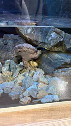 島根県立 しまね海洋館に投稿された画像（2026/6/24）
