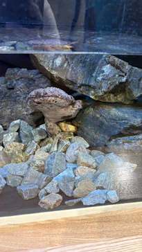 島根県立 しまね海洋館に投稿された画像（2026/6/24）