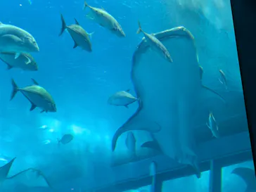 沖縄美ら海水族館に投稿された画像（2026/6/24）