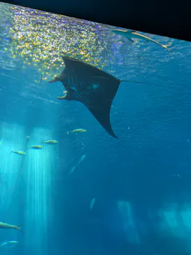 沖縄美ら海水族館に投稿された画像（2026/6/24）