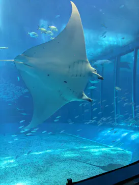 沖縄美ら海水族館に投稿された画像（2026/6/24）