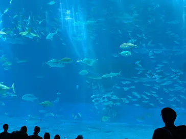 沖縄美ら海水族館に投稿された画像（2026/6/24）