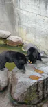 奥飛騨クマ牧場に投稿された画像（2026/6/24）