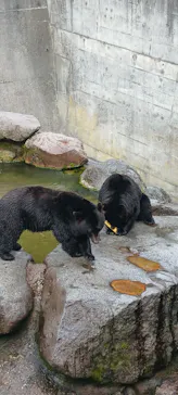 奥飛騨クマ牧場に投稿された画像（2026/6/24）