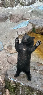 奥飛騨クマ牧場に投稿された画像（2026/6/24）