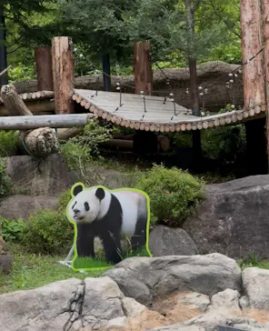 上野動物園 ハシビロカートに投稿された画像（2026/6/24）