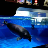 サンシャイン水族館に投稿された画像（2026/6/24）