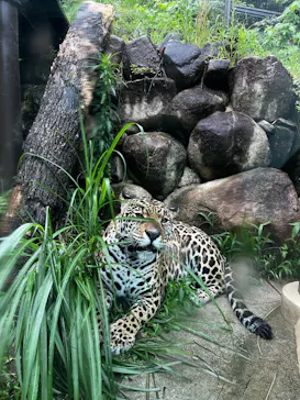 名古屋市東山動植物園に投稿された画像（2026/6/24）