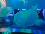 伊豆・三津シーパラダイスに投稿された画像（2026/6/25）