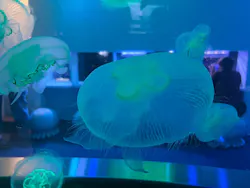 伊豆・三津シーパラダイスに投稿された画像（2026/6/24）
