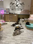 猫カフェPuchiMarry　イオンモール高岡店に投稿された画像（2026/6/25）