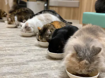 猫カフェPuchiMarry　イオンモール高岡店に投稿された画像（2026/6/24）