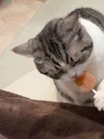 猫カフェモカ　イオンモール幕張新都心店に投稿された画像（2026/6/25）