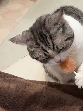 猫カフェモカ　イオンモール幕張新都心店に投稿された画像（2026/6/25）